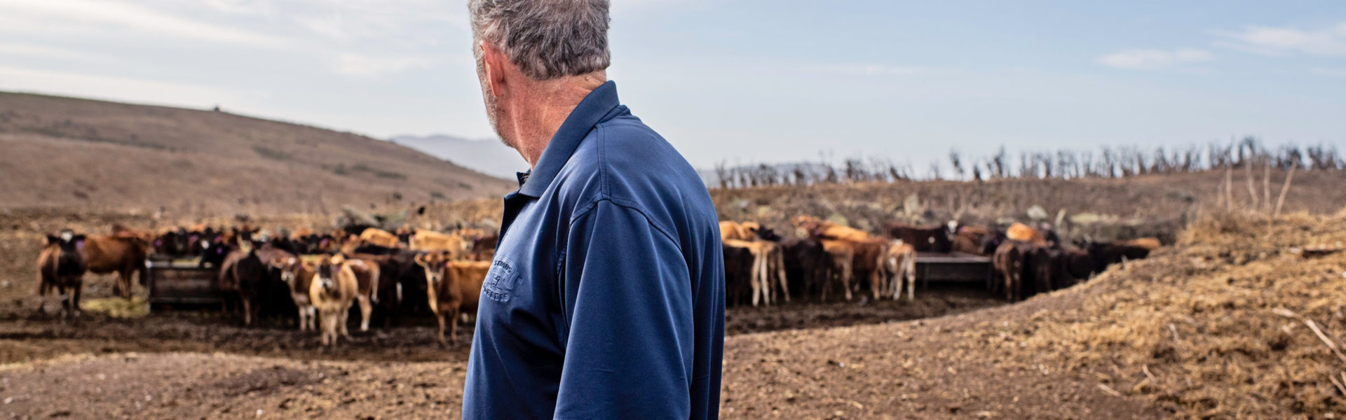 albert straus looking at herd of cows