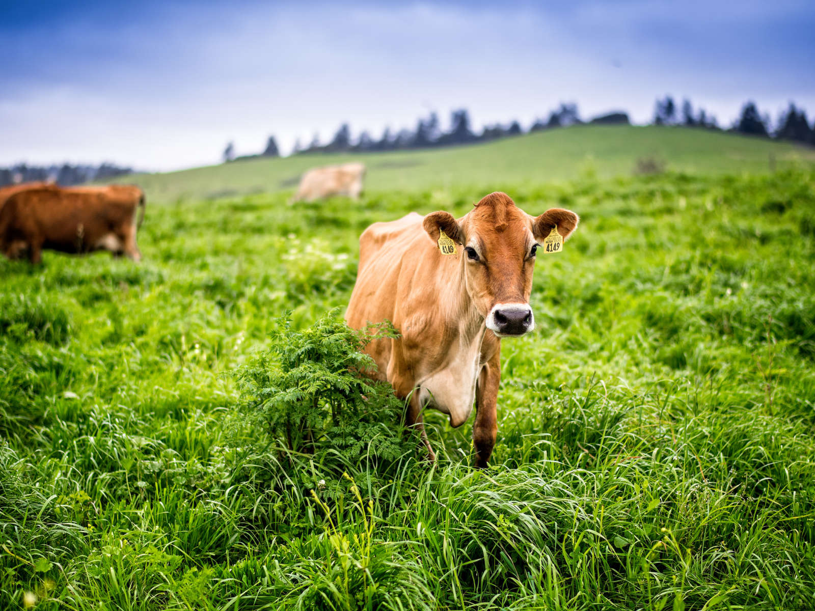 close up of jersey cow on a California farm