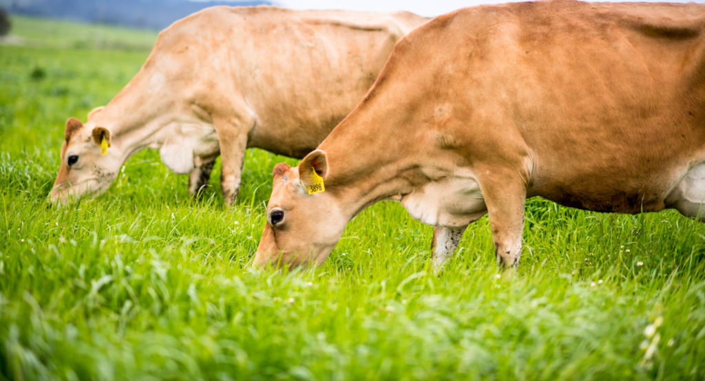 jersey cows grazing in pasture