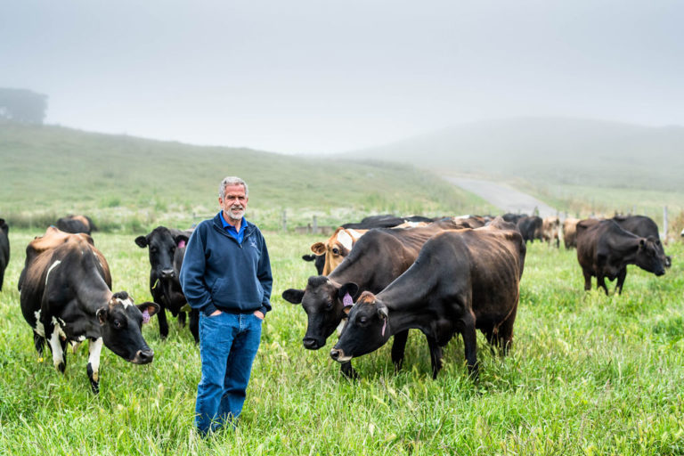 albert straus on the farm with cows