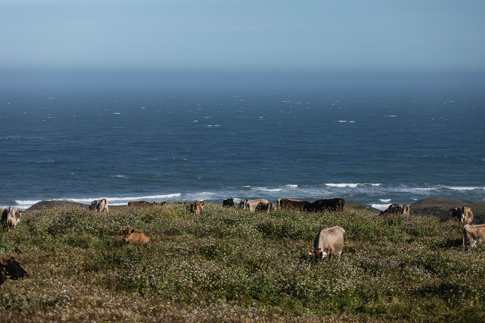 cows grazing at point reyes national seashore