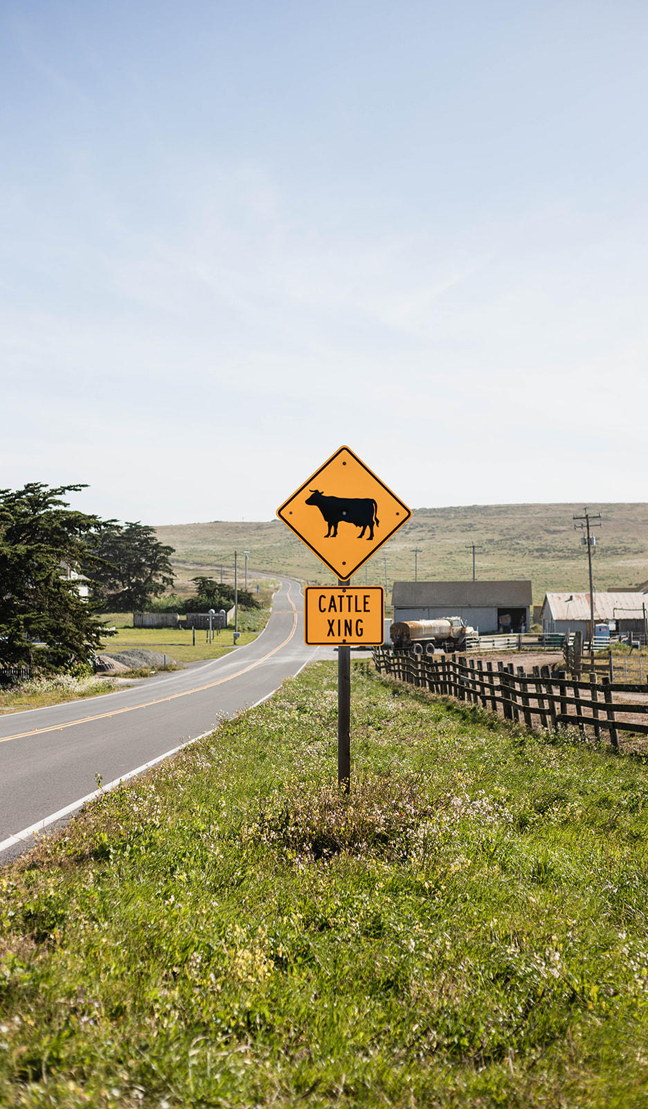 cattle crossing sign next to the road