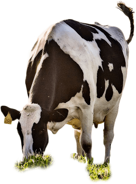 cutout of black and white cow eating grass