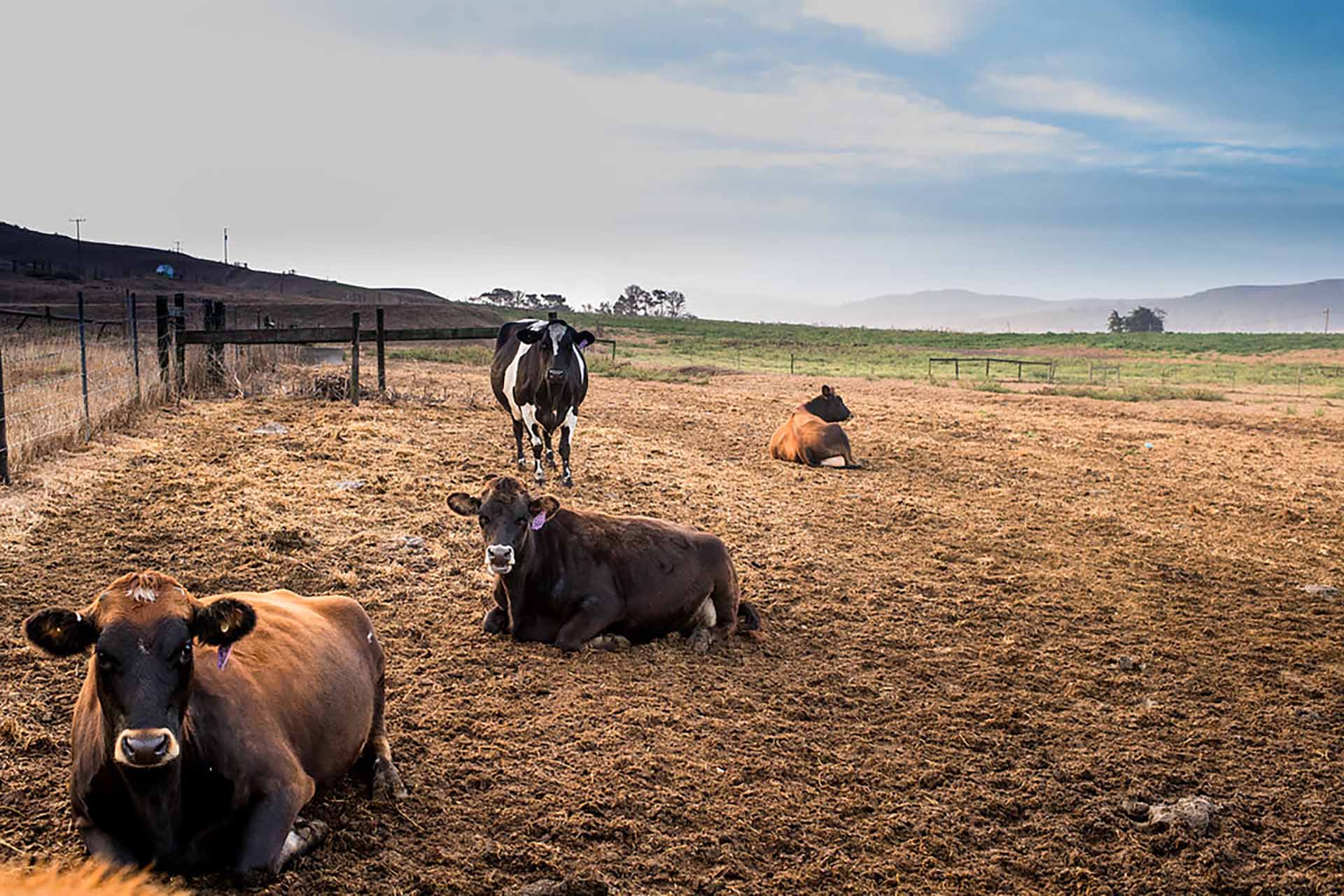 cows laying down on farm