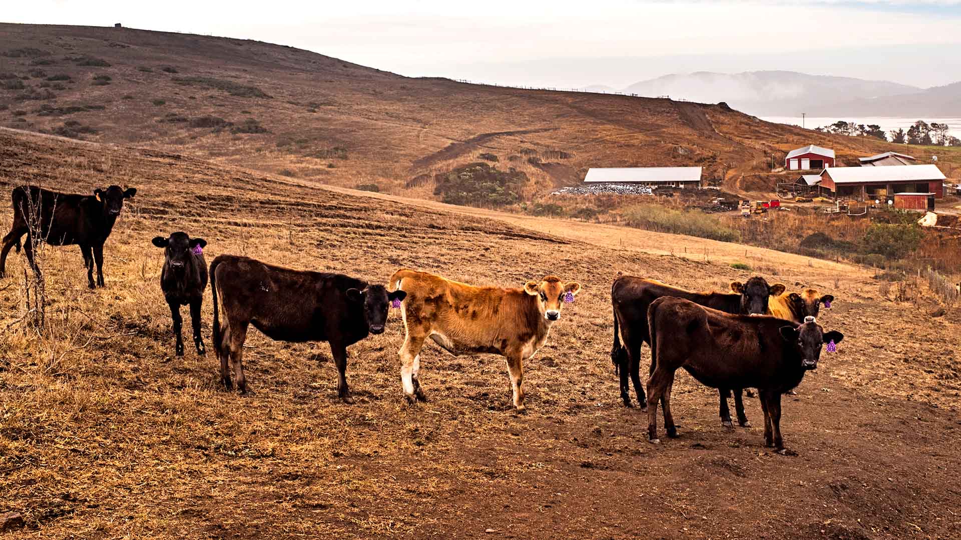 herd of cows on farm with mountains