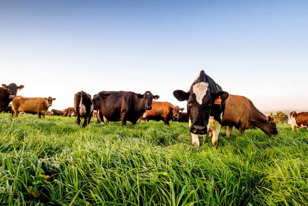 cows grazing on dairy farm