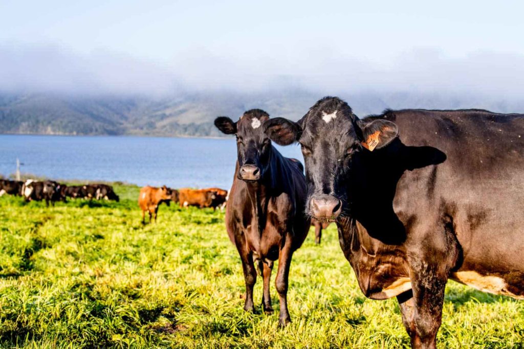 2 black cows looking into the camera