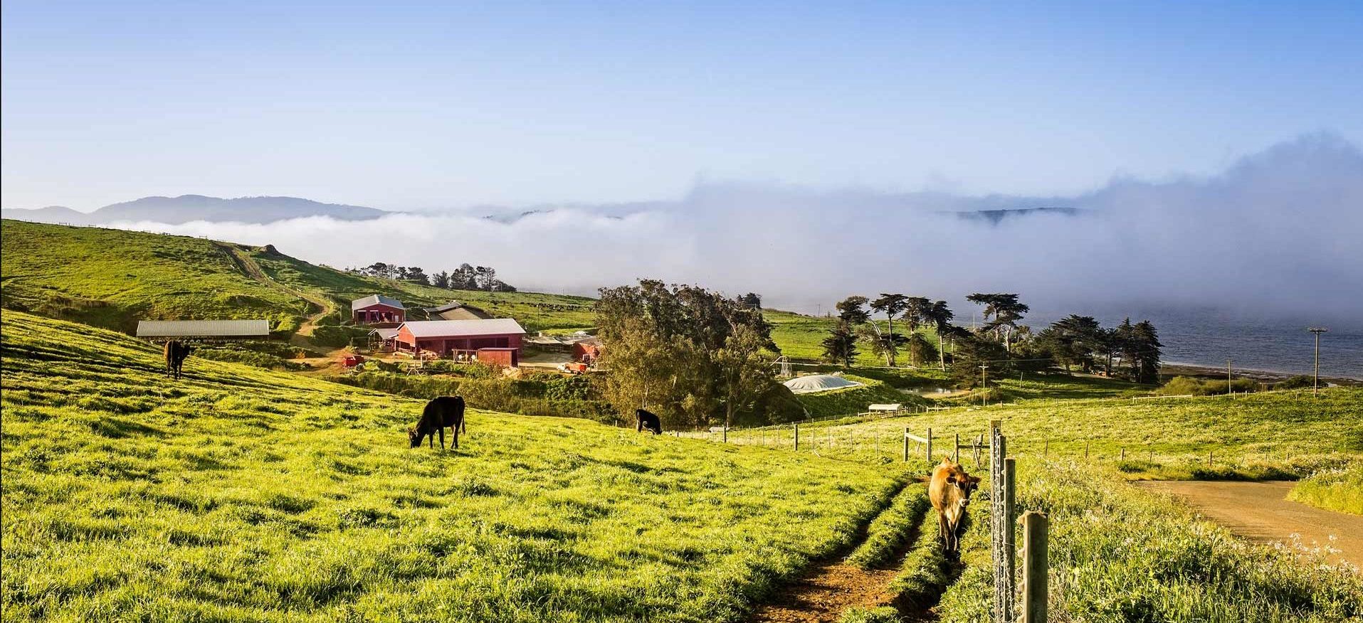 cows grazing on organic dairy farm