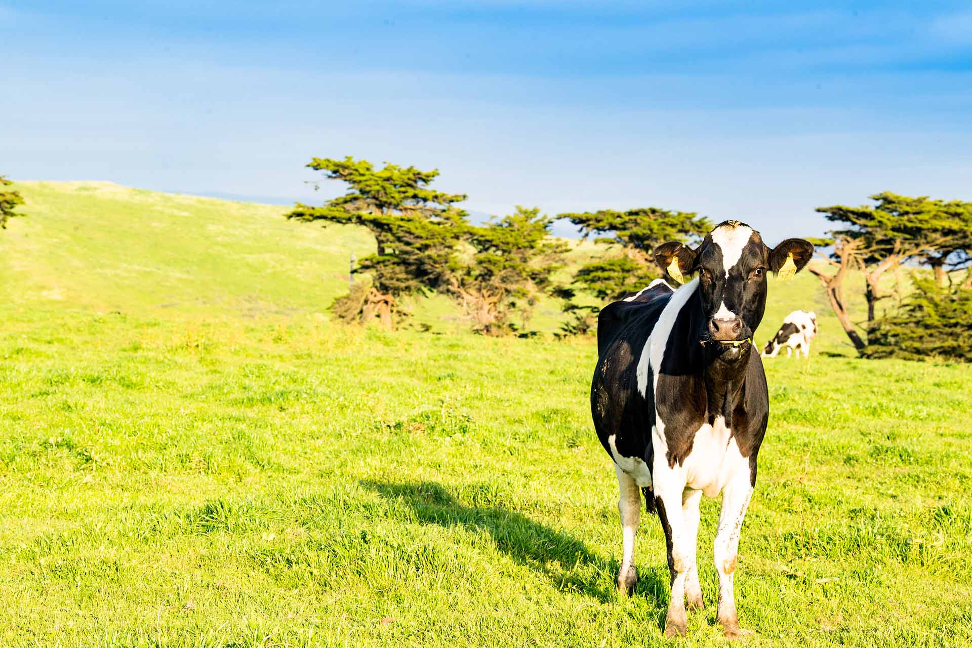 straus cow on farm on a sunny day