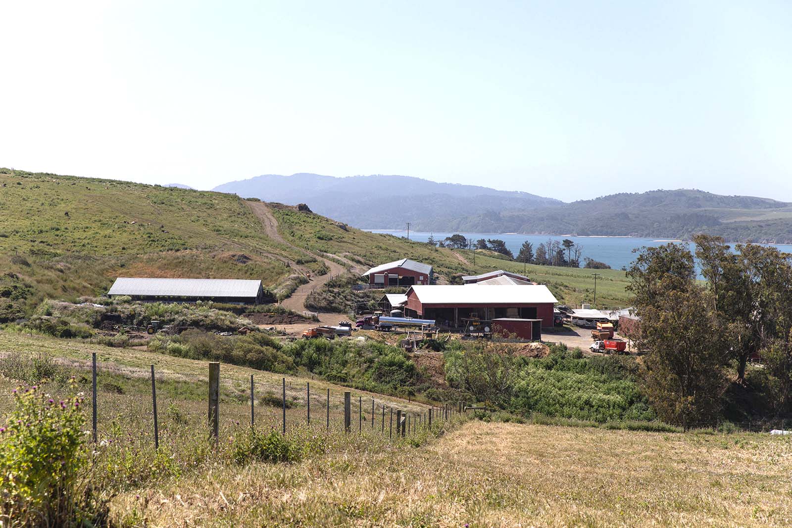 straus sustainable dairy farm in northern california
