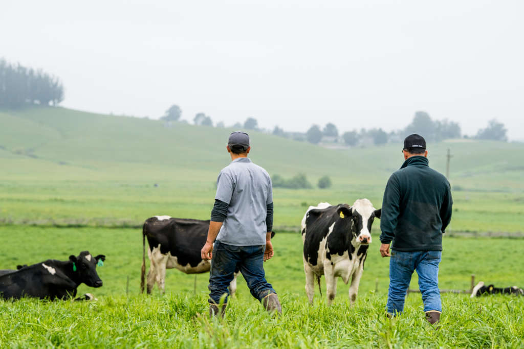 straus employees with cows on the farm