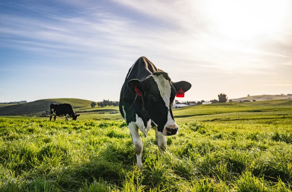 organic cream top milk