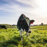 organic cream top milk