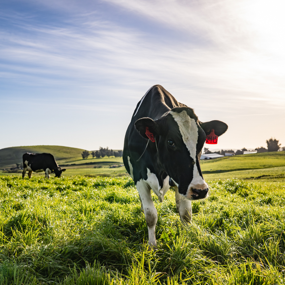 organic cream top milk