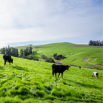 straus family creamery cows