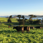 organic whole plain greek yogurt