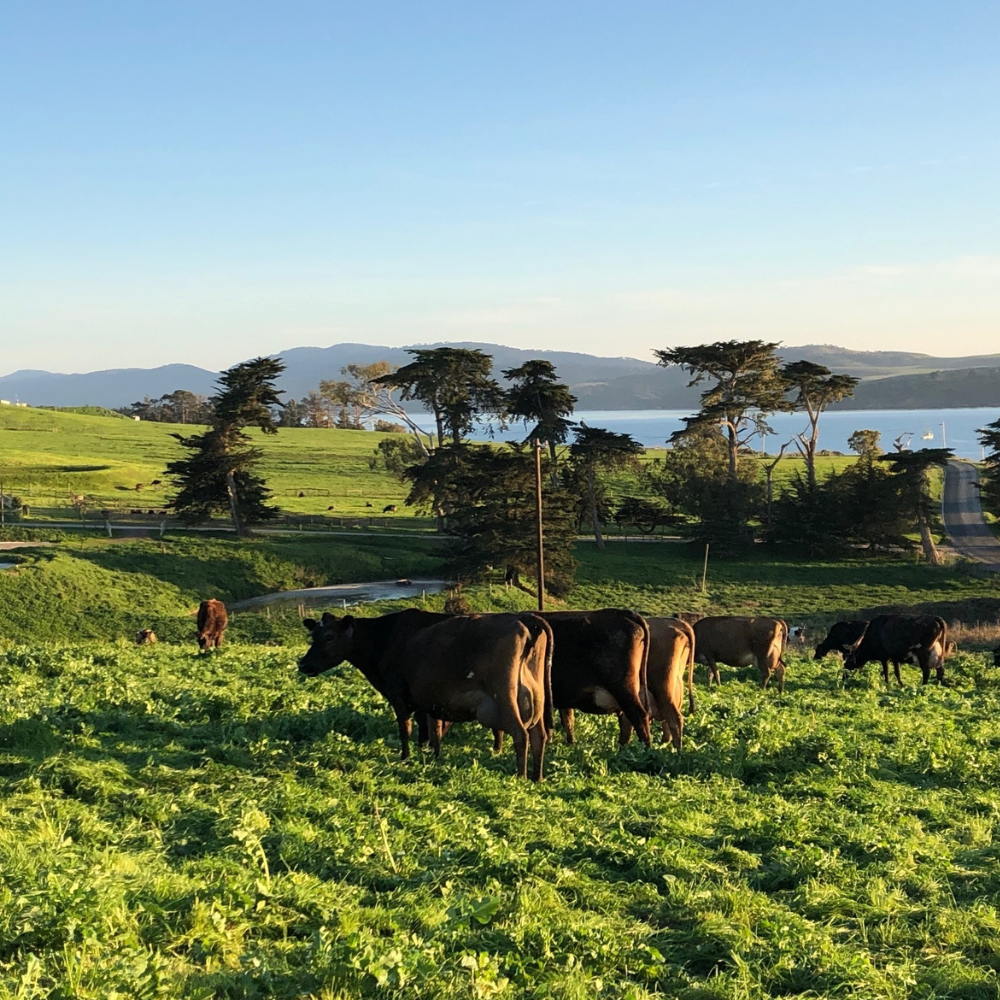 organic whole plain greek yogurt