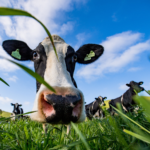 straus farm cow close up