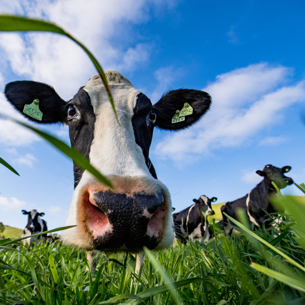 straus farm cow close up