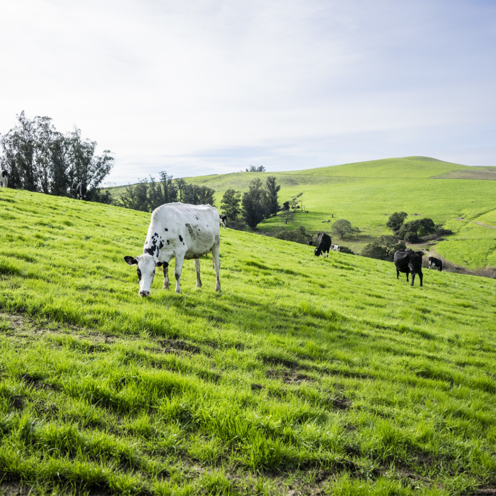 straus farm cows in field