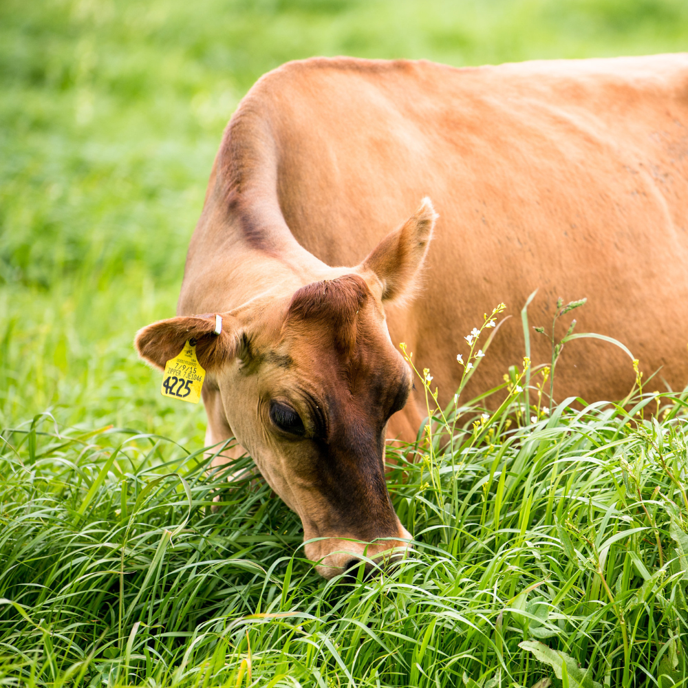 straus family creamery cow