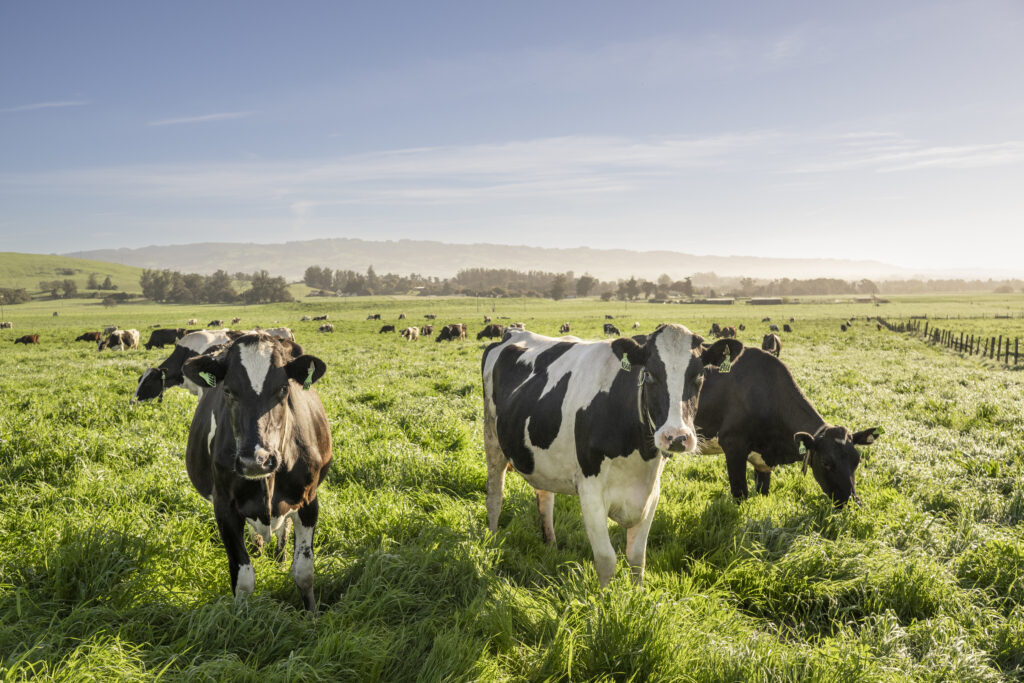 Black and white dairy cows grazing on lush green pasture under morning light