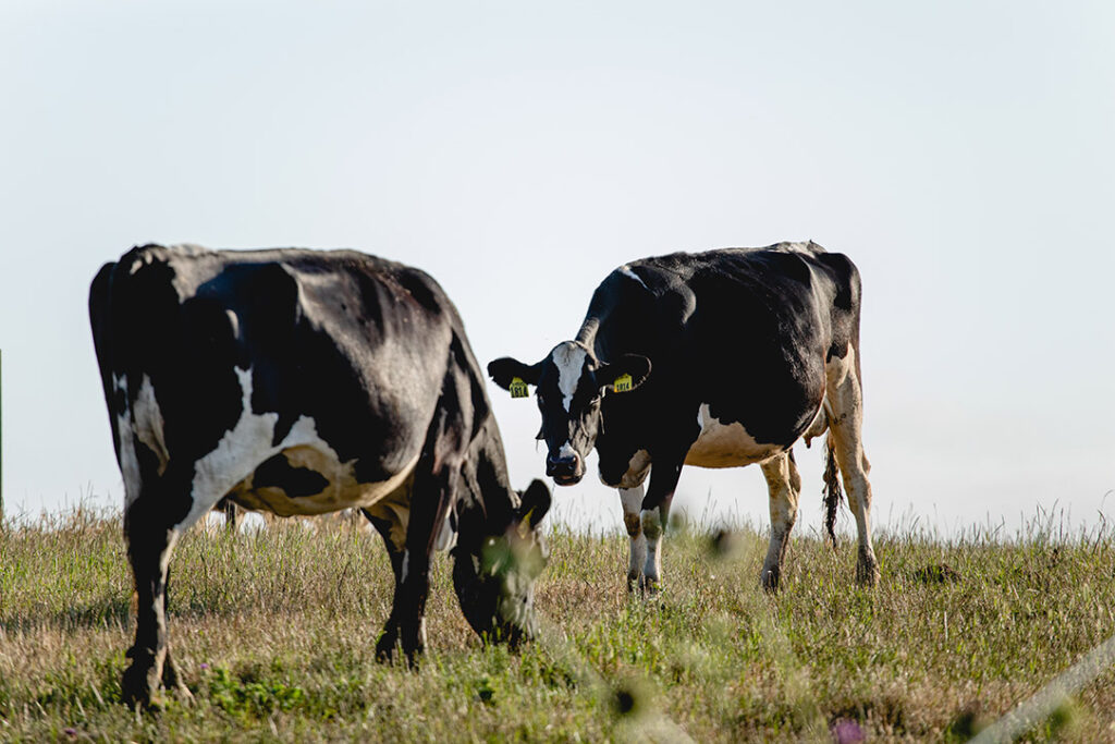 sfc robertmccllelanddairy 80 opt