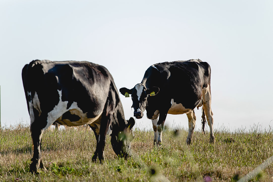 sfc robertmccllelanddairy 80 opt