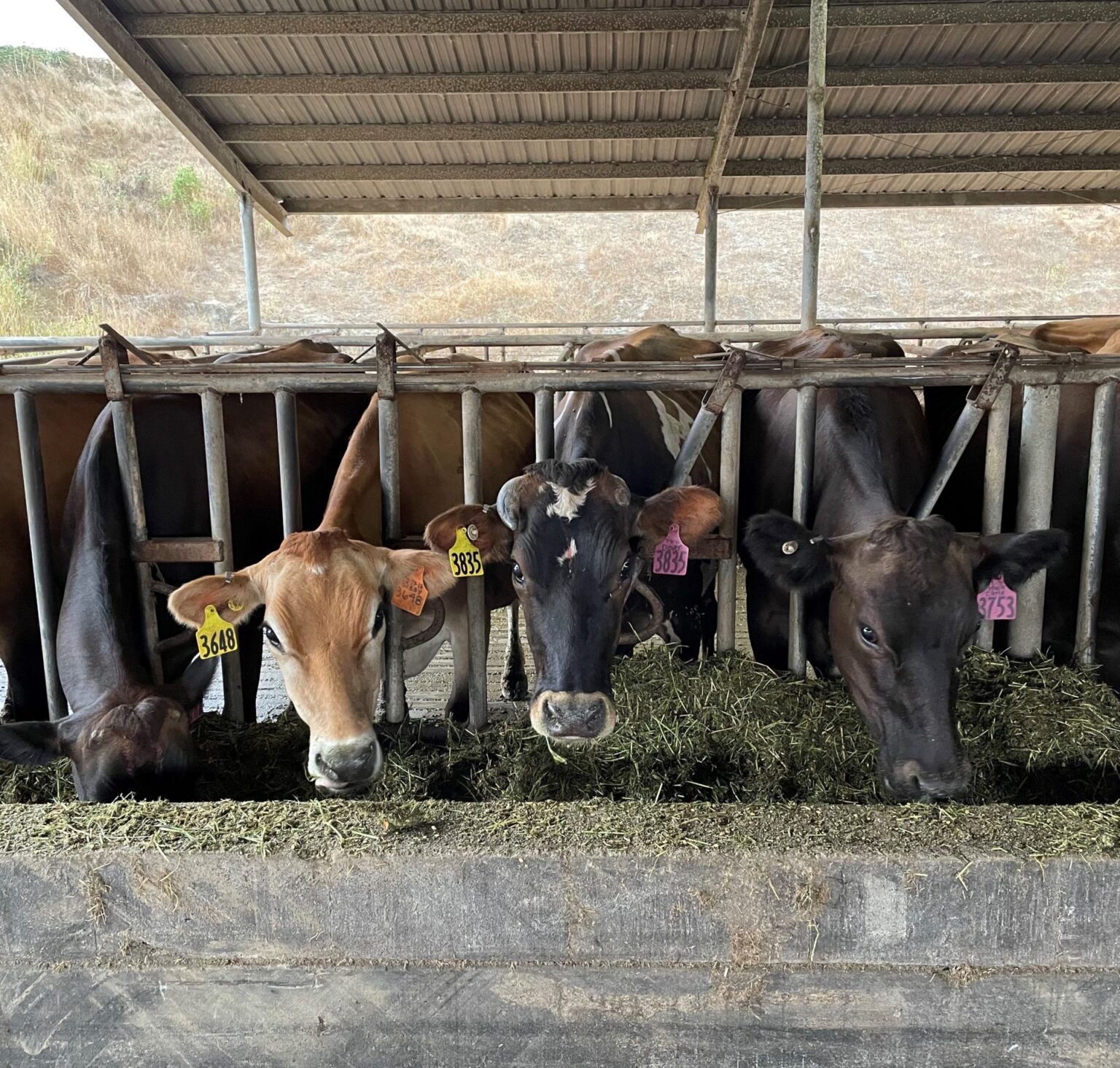 straus seaweed cows photo from bob cropped