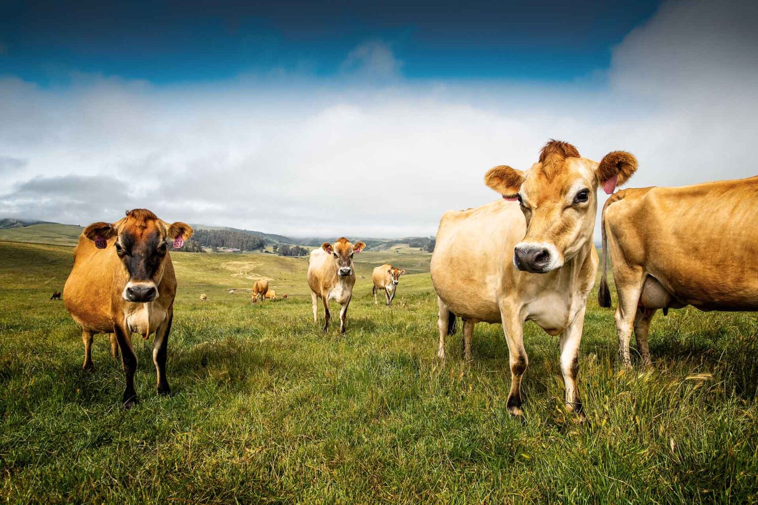 topherocow11111111 web2 1920x1280 optimized